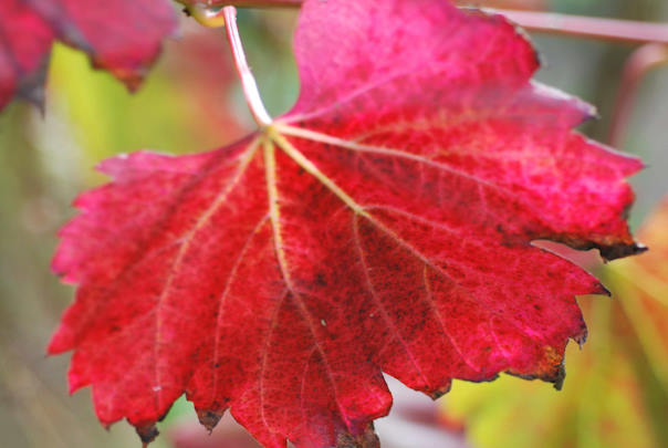 Up to 30% off selected plants